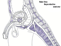 Anatomy [1]